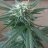 Weedman420