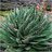 ZloeAloe