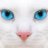 Wite Cat